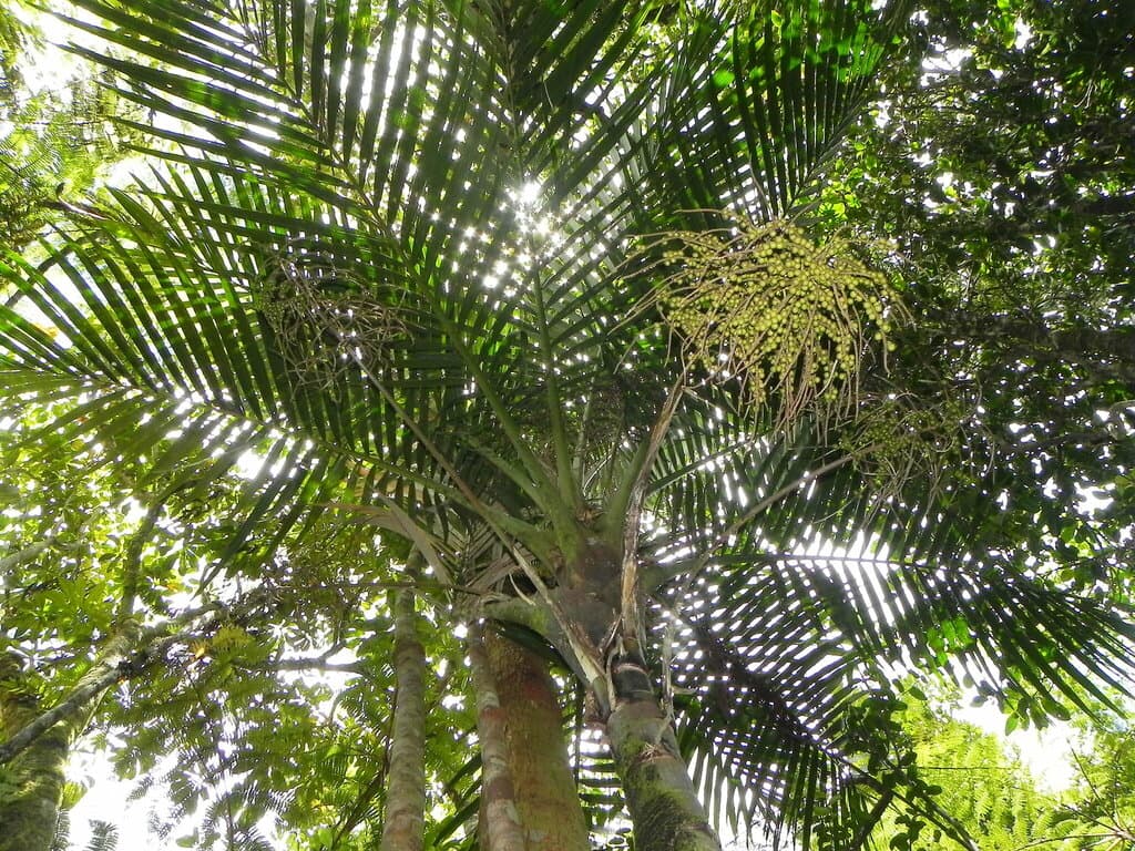 Botanical specimen of Cyphosperma Balansae.