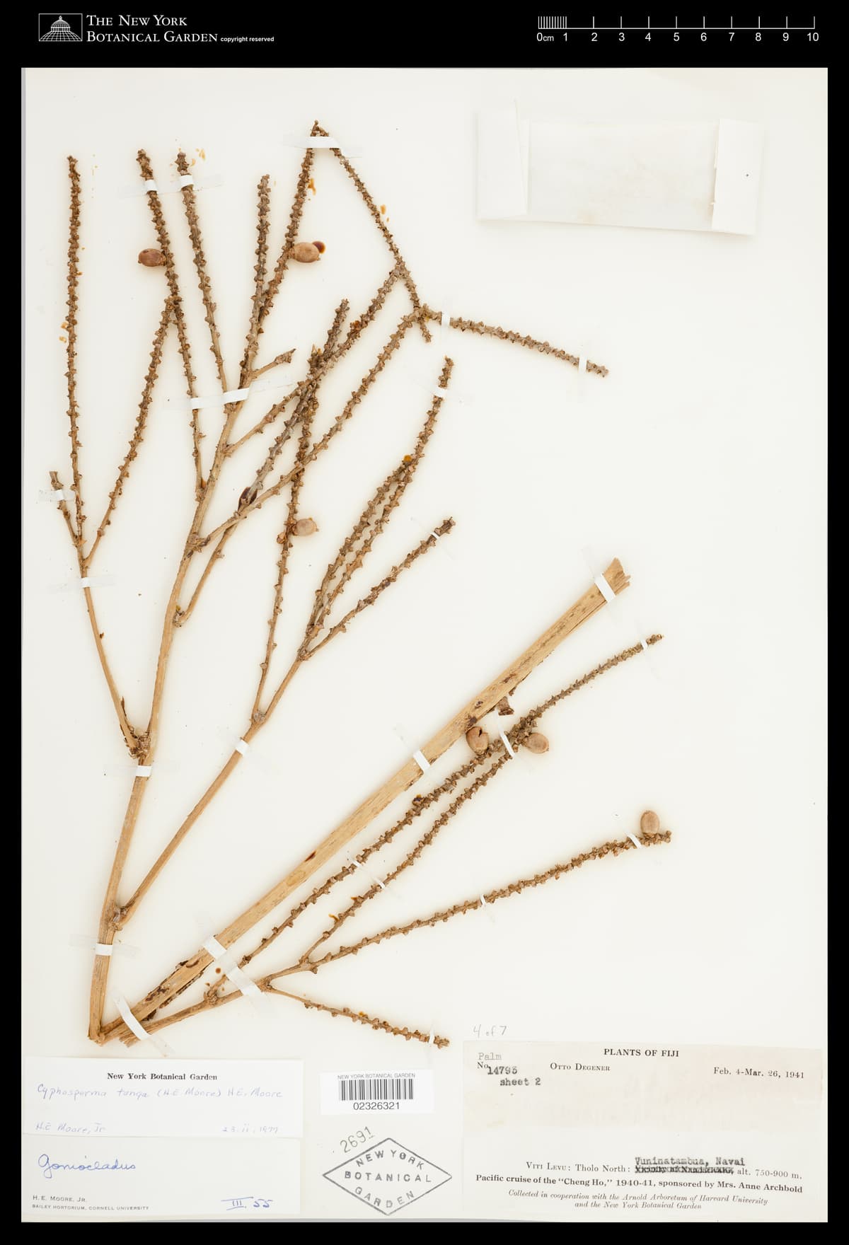 Botanical specimen of Cyphosperma Tanga.