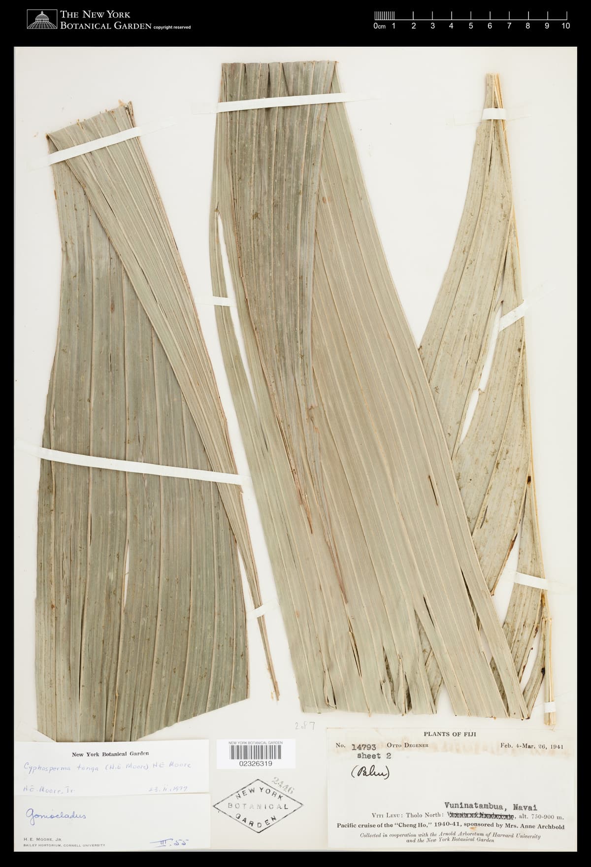 Botanical specimen of Cyphosperma Tanga.