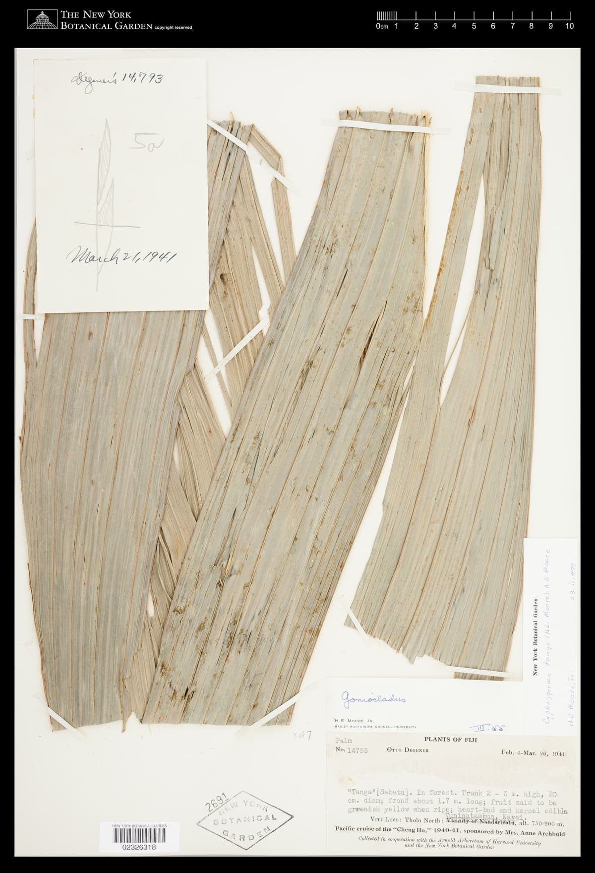 Botanical specimen of Cyphosperma Tanga.