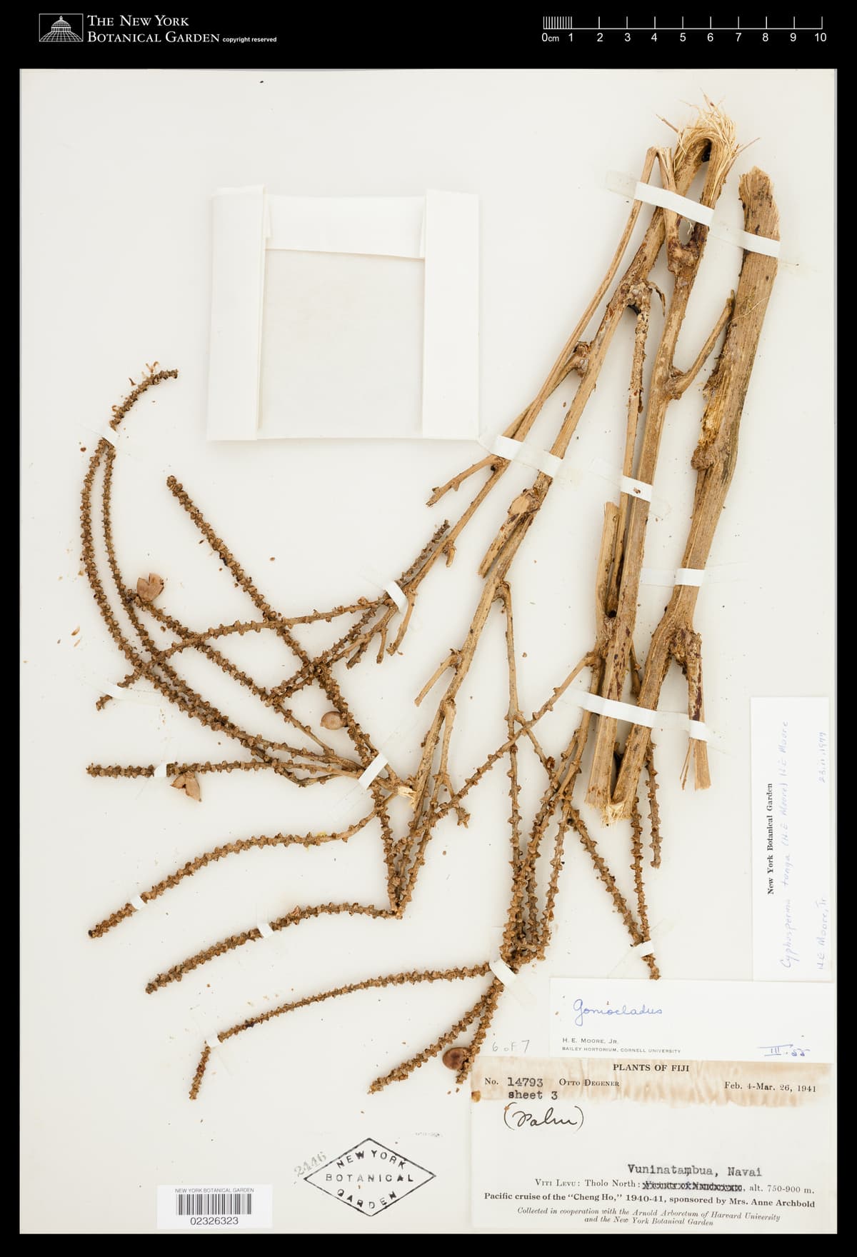 Botanical specimen of Cyphosperma Tanga.