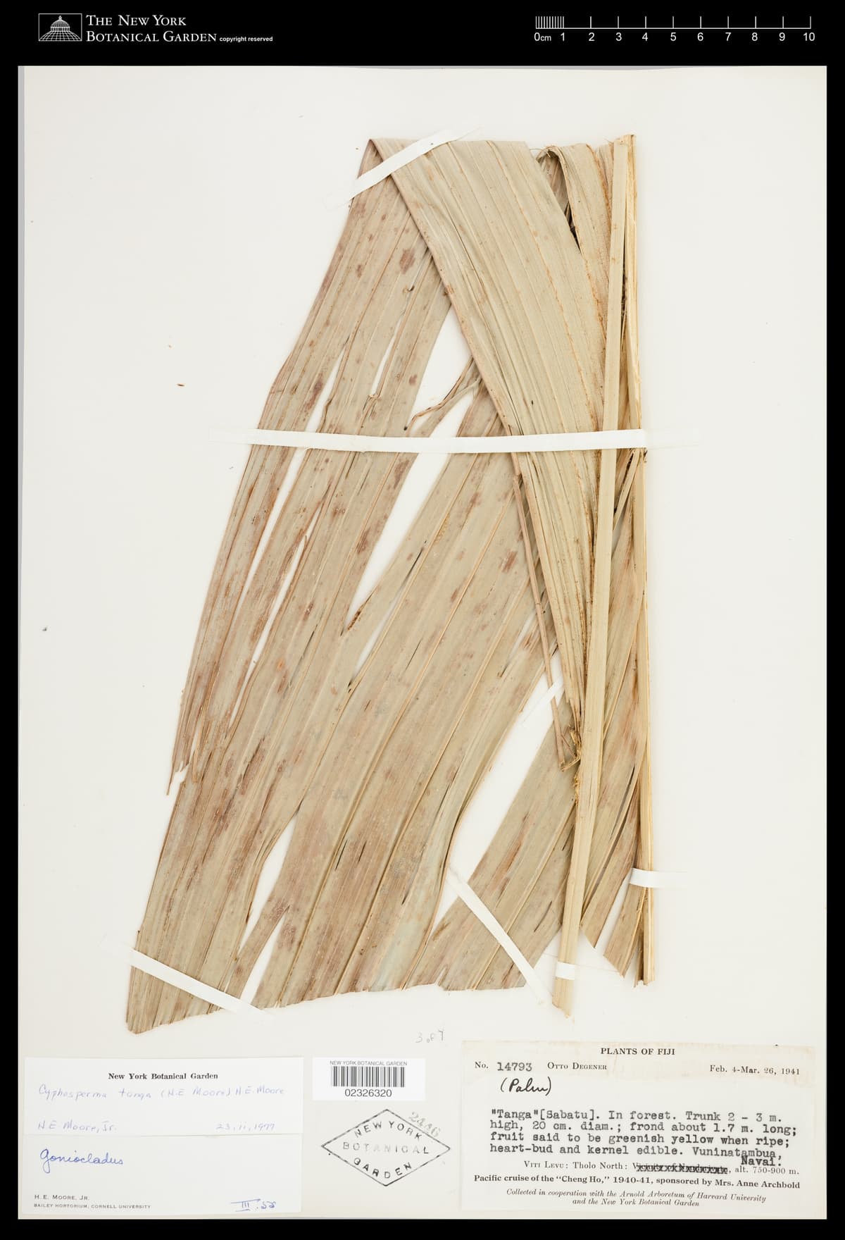 Botanical specimen of Cyphosperma Tanga.
