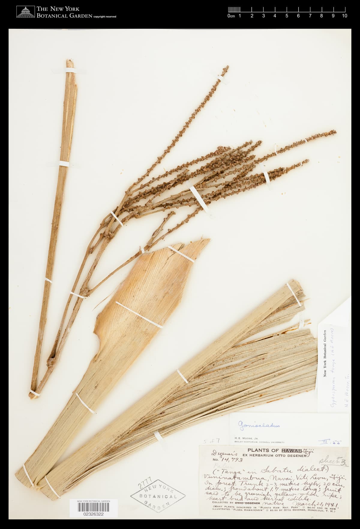 Botanical specimen of Cyphosperma Tanga.