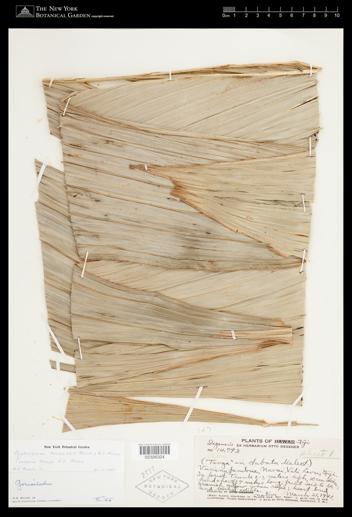 Botanical specimen of Cyphosperma Tanga.