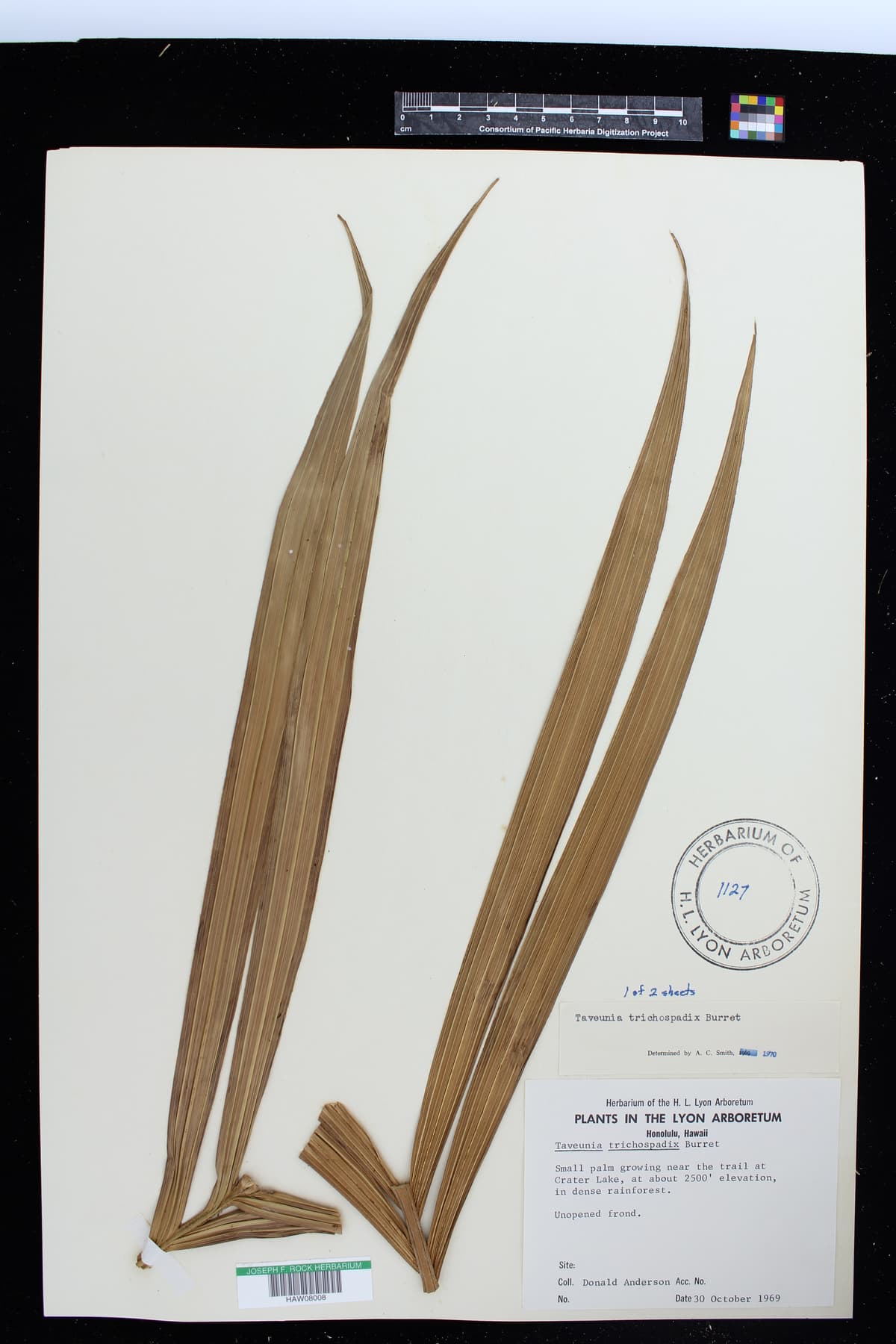 Botanical specimen of Cyphosperma Trichospadix.