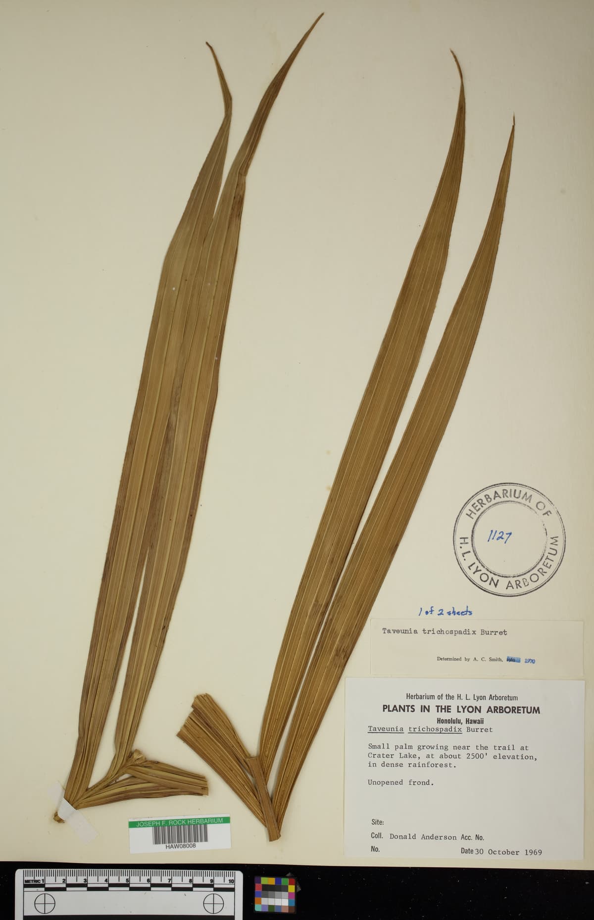 Botanical specimen of Cyphosperma Trichospadix.