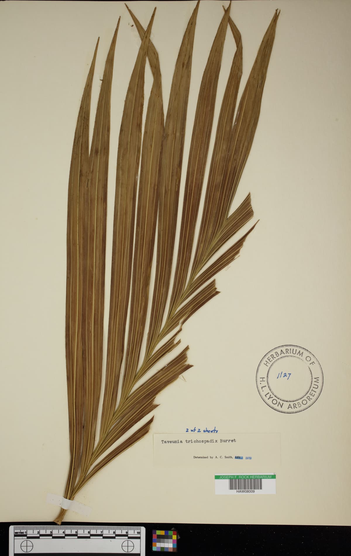 Botanical specimen of Cyphosperma Trichospadix.