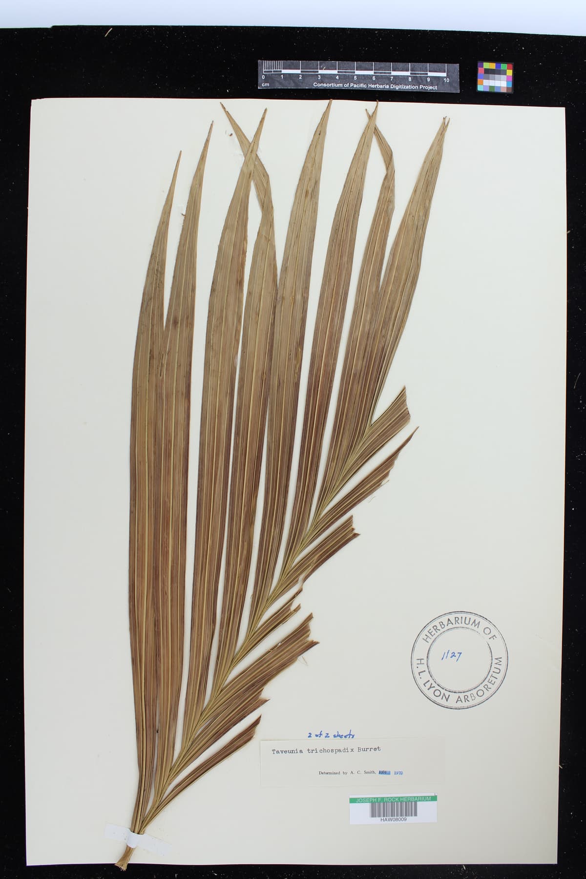 Botanical specimen of Cyphosperma Trichospadix.