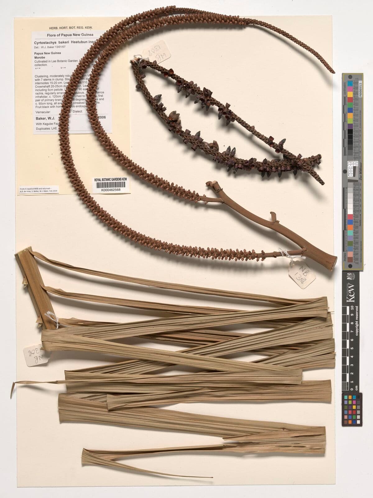 Botanical specimen of Cyrtostachys Bakeri.