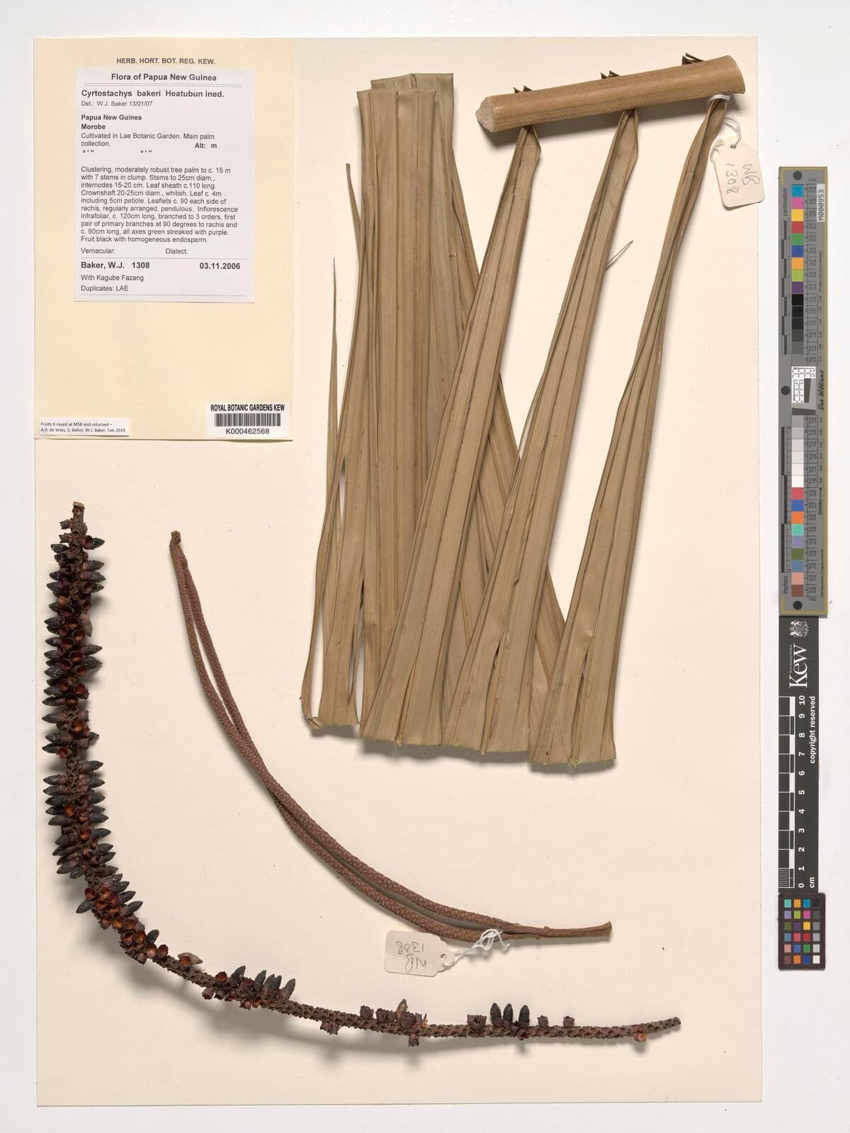 Botanical specimen of Cyrtostachys Bakeri.