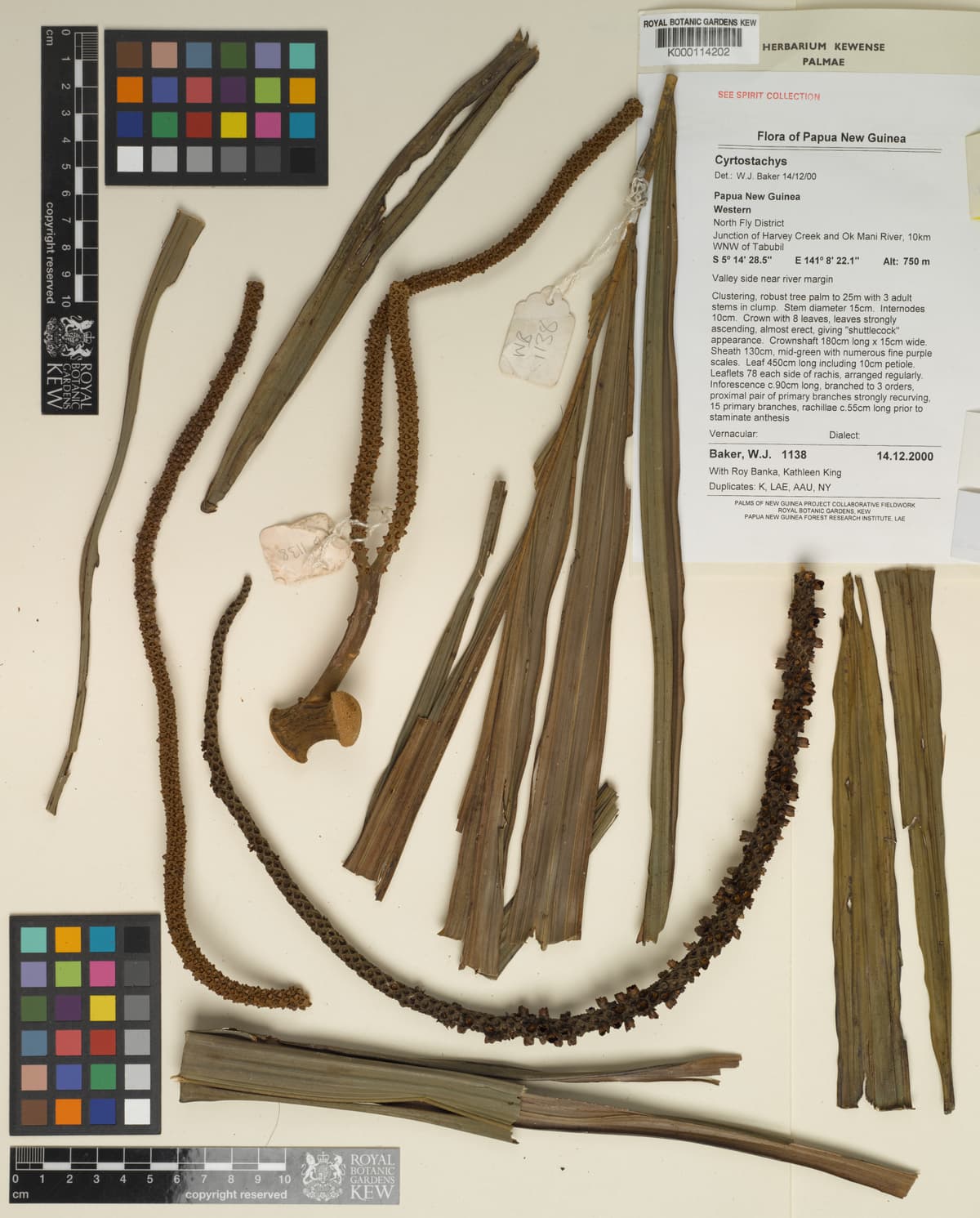Botanical specimen of Cyrtostachys Bakeri.