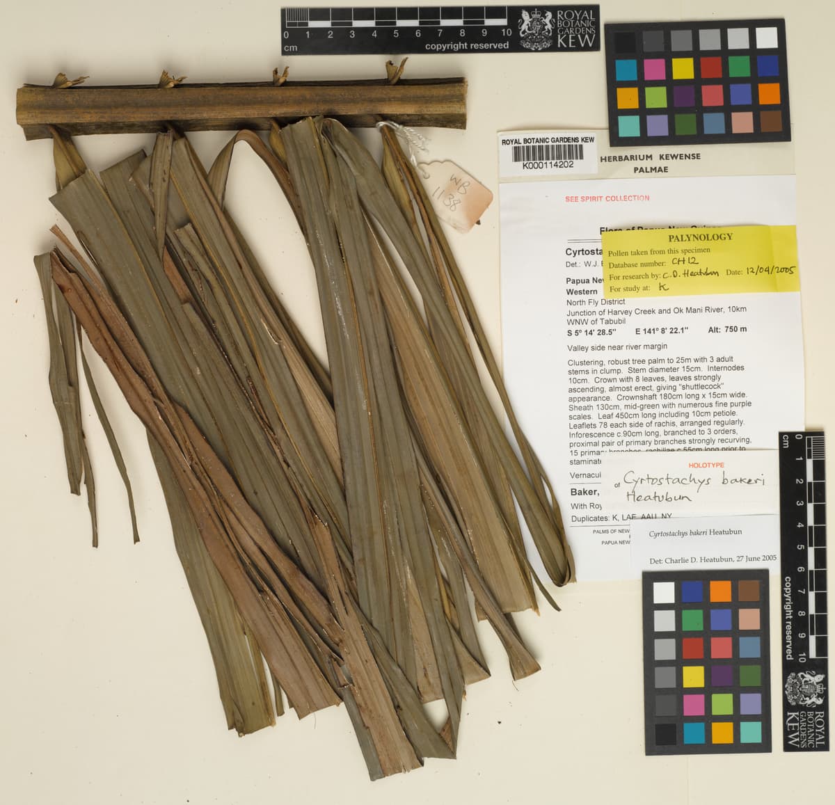 Botanical specimen of Cyrtostachys Bakeri.