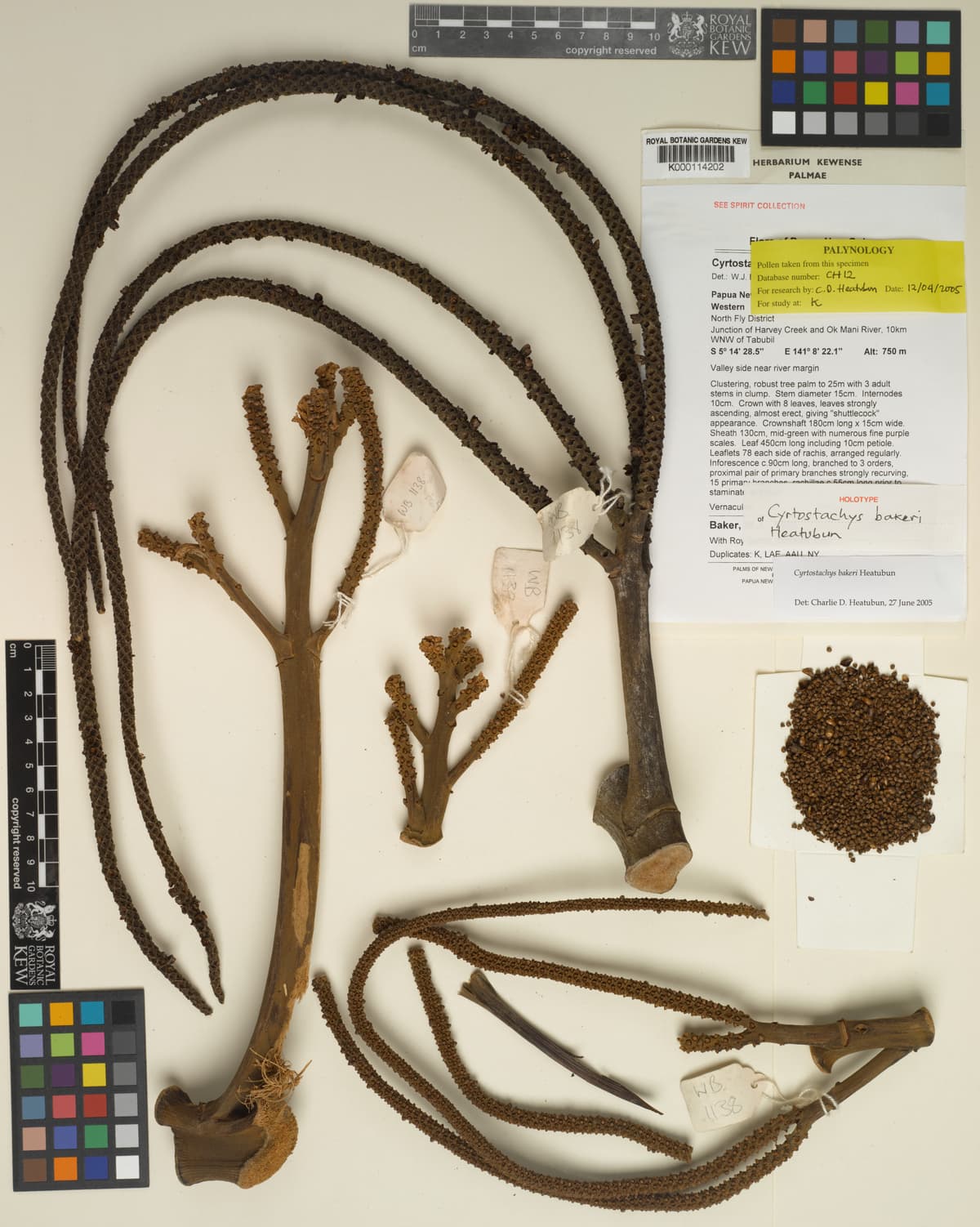 Botanical specimen of Cyrtostachys Bakeri.