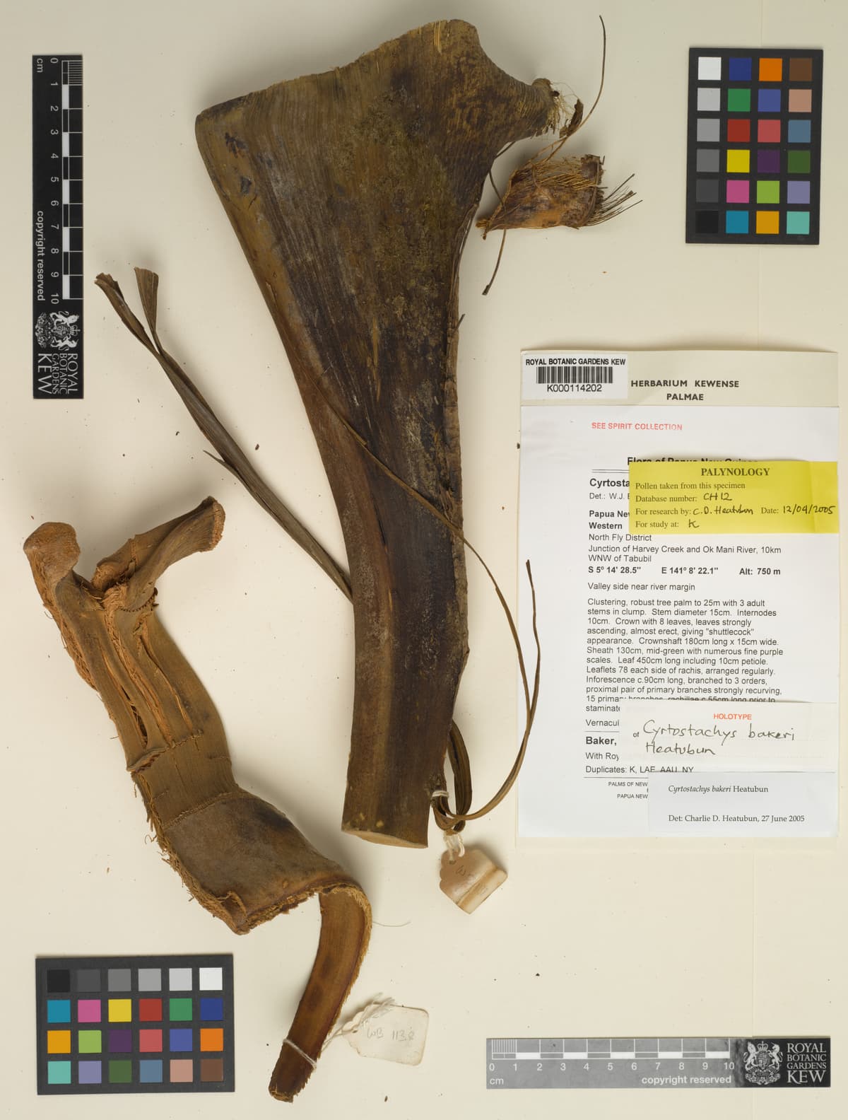 Botanical specimen of Cyrtostachys Bakeri.