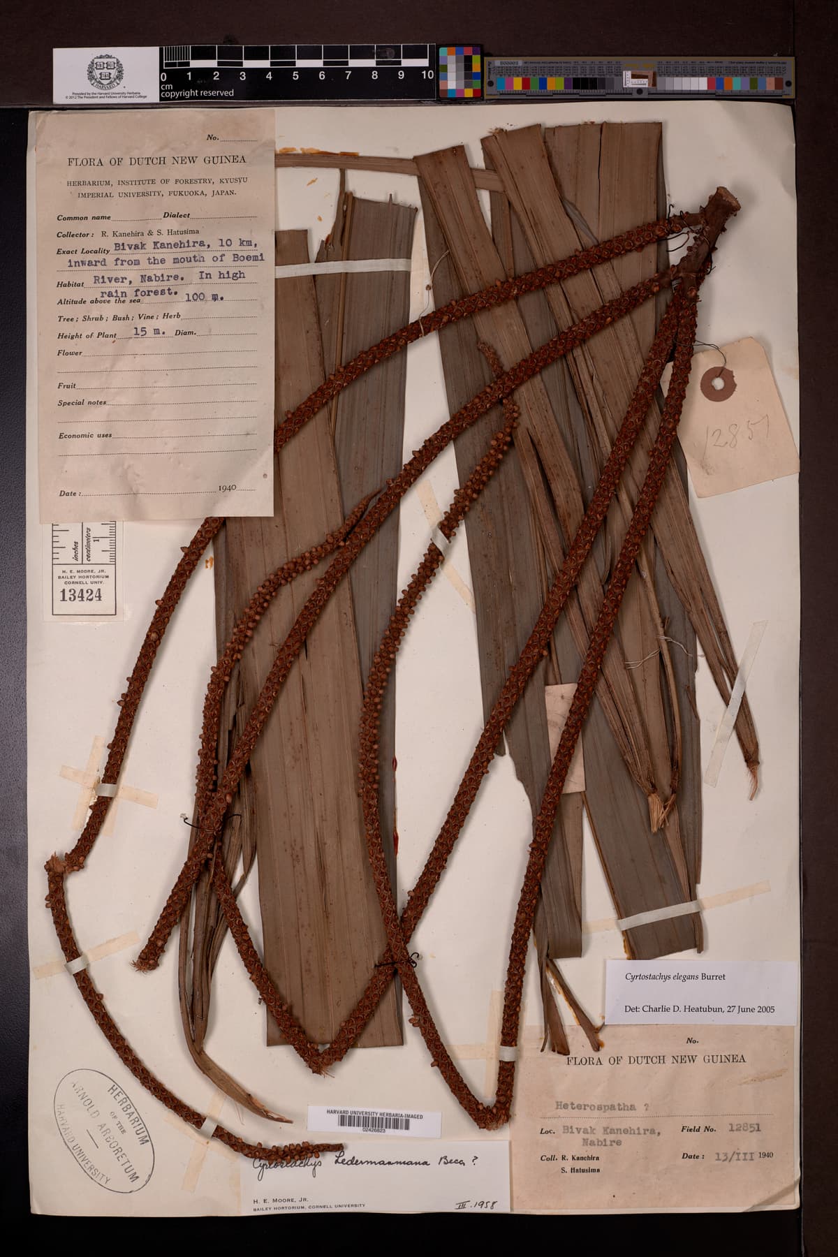 Botanical specimen of Cyrtostachys Elegans.