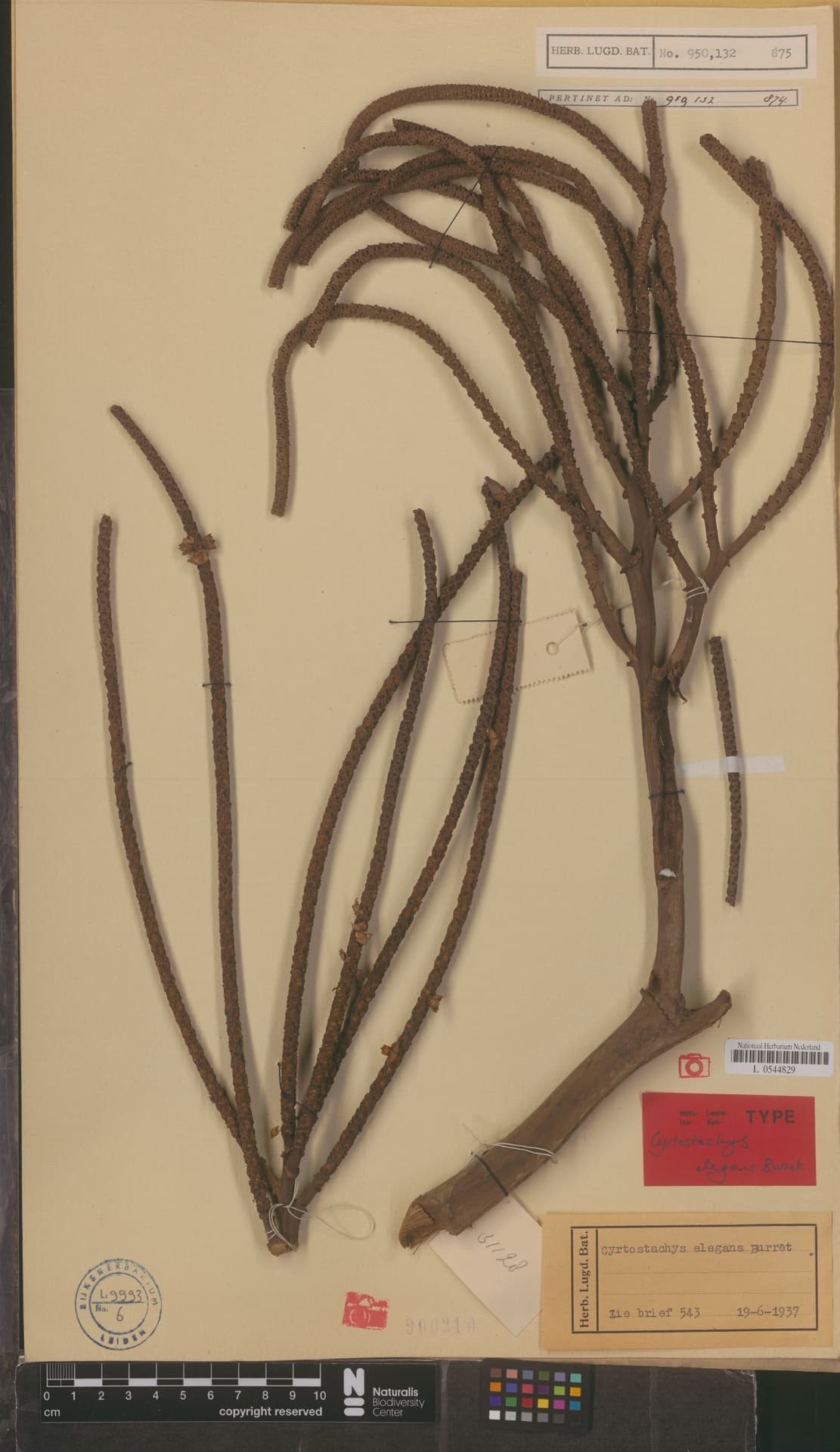 Botanical specimen of Cyrtostachys Elegans.