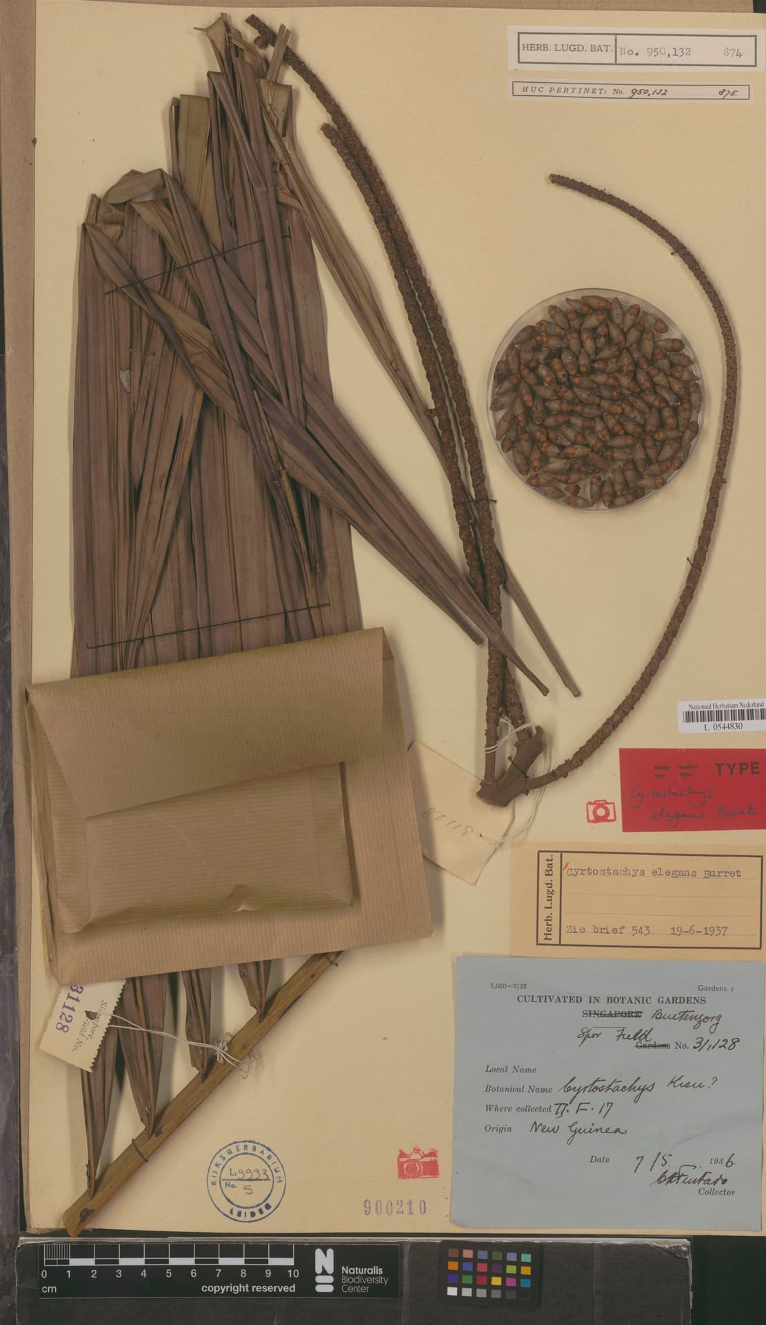 Botanical specimen of Cyrtostachys Elegans.