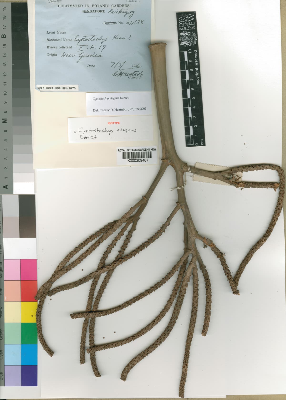 Botanical specimen of Cyrtostachys Elegans.