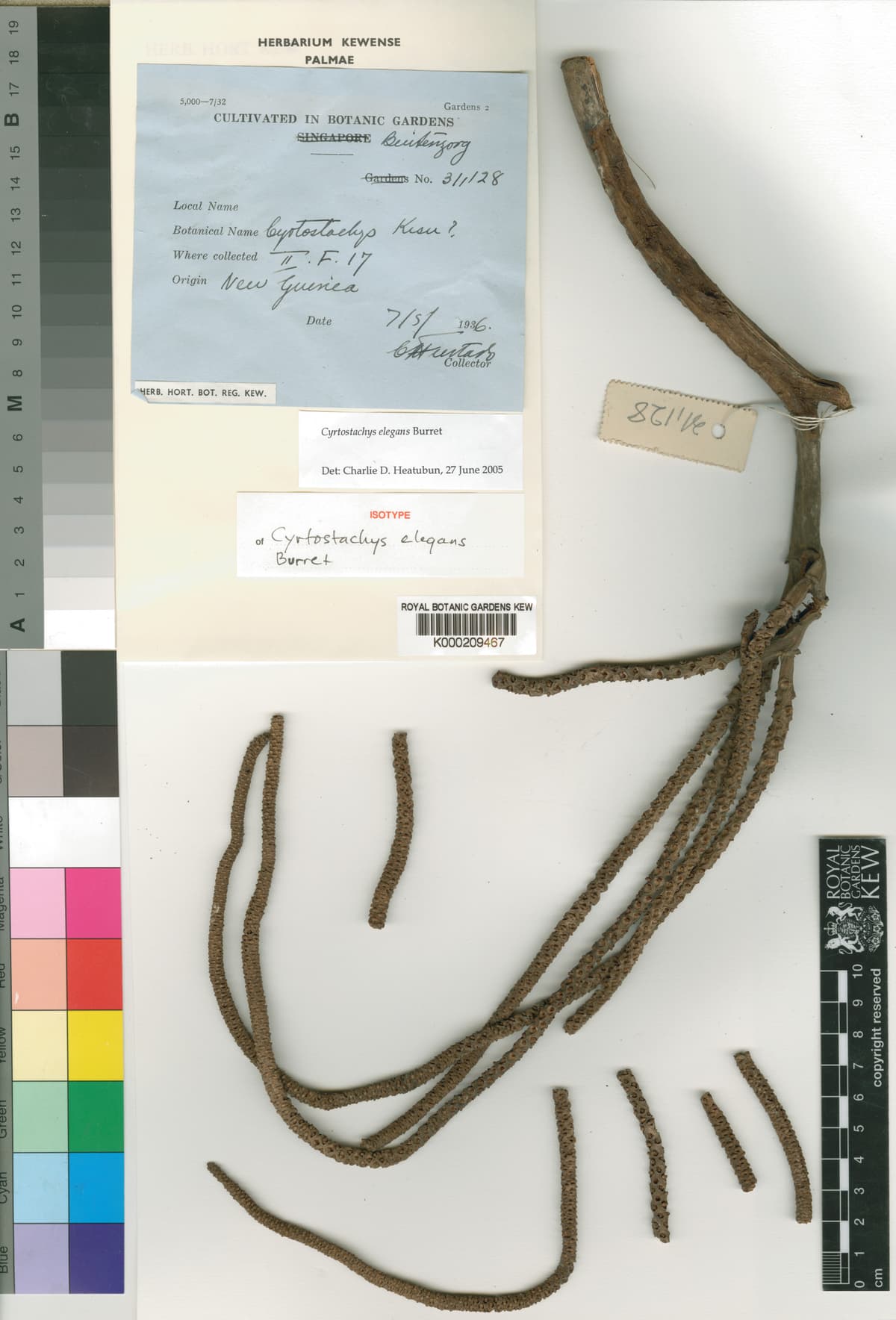 Botanical specimen of Cyrtostachys Elegans.