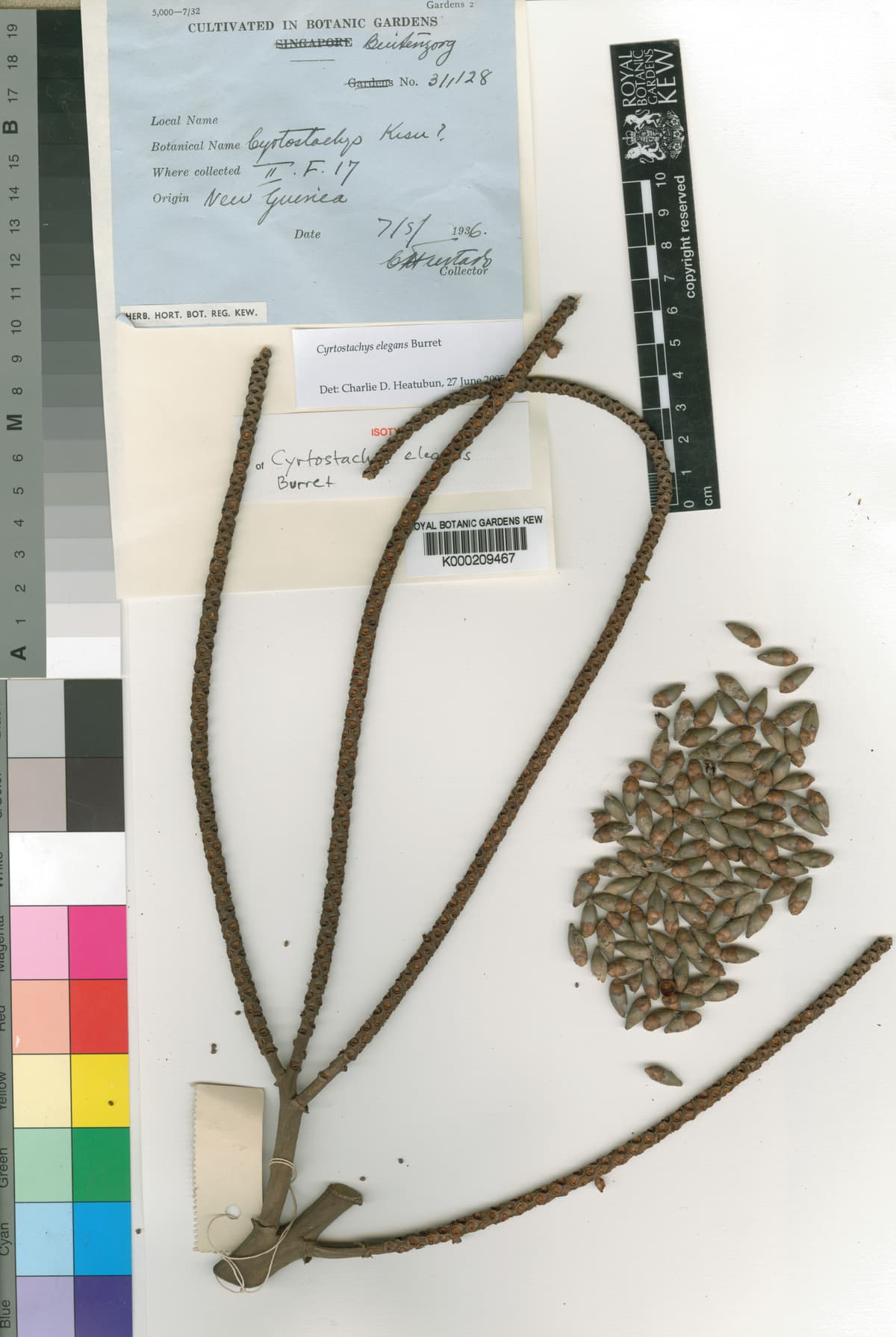 Botanical specimen of Cyrtostachys Elegans.