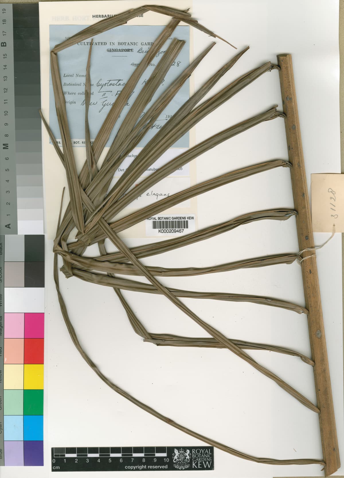 Botanical specimen of Cyrtostachys Elegans.