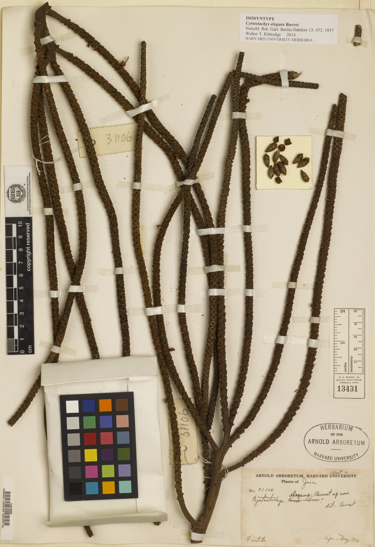 Botanical specimen of Cyrtostachys Elegans.