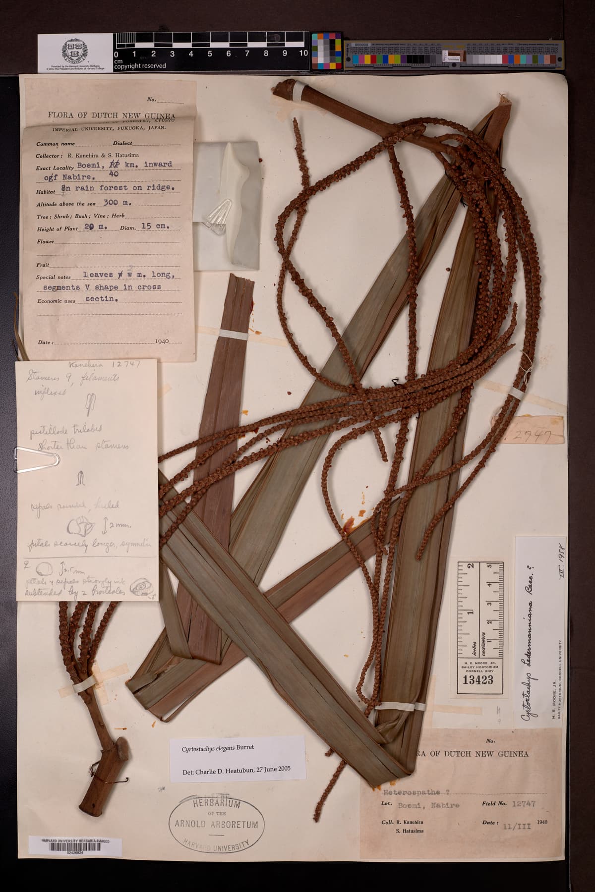 Botanical specimen of Cyrtostachys Elegans.
