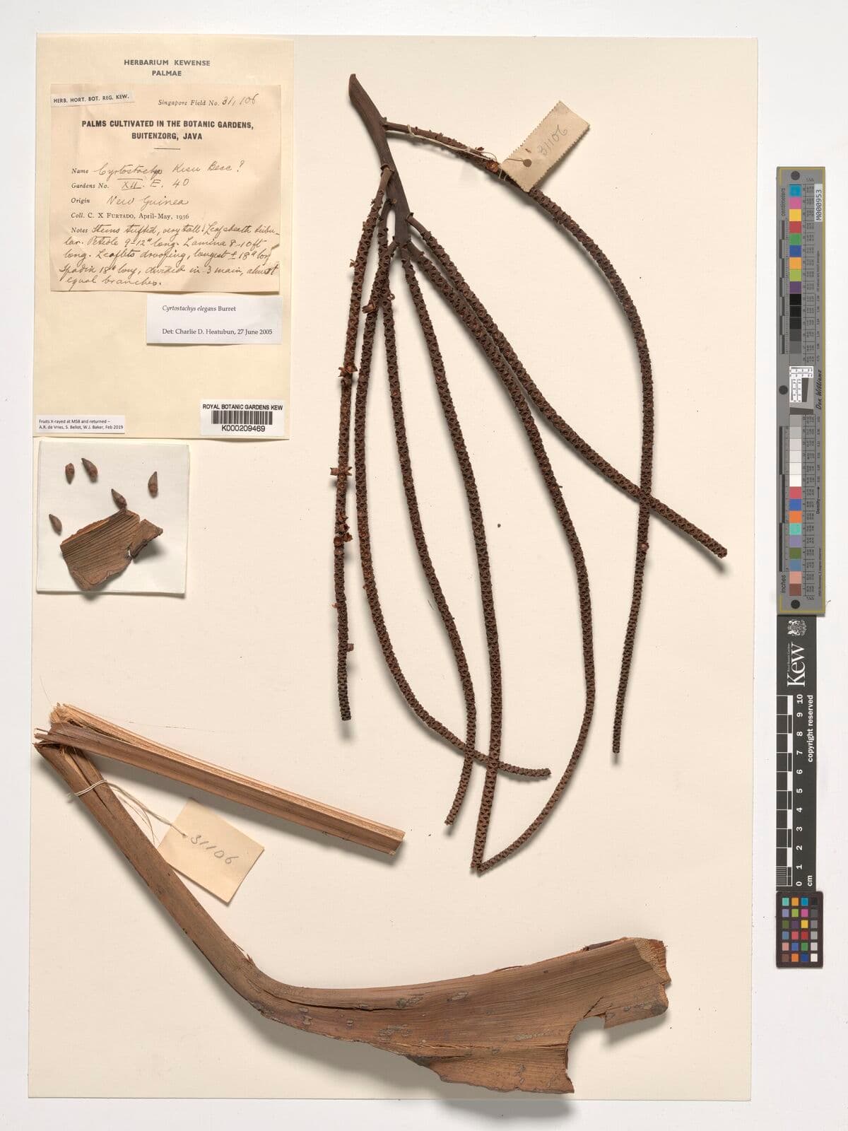 Botanical specimen of Cyrtostachys Elegans.