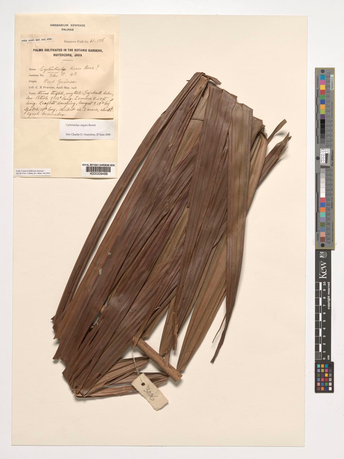 Botanical specimen of Cyrtostachys Elegans.