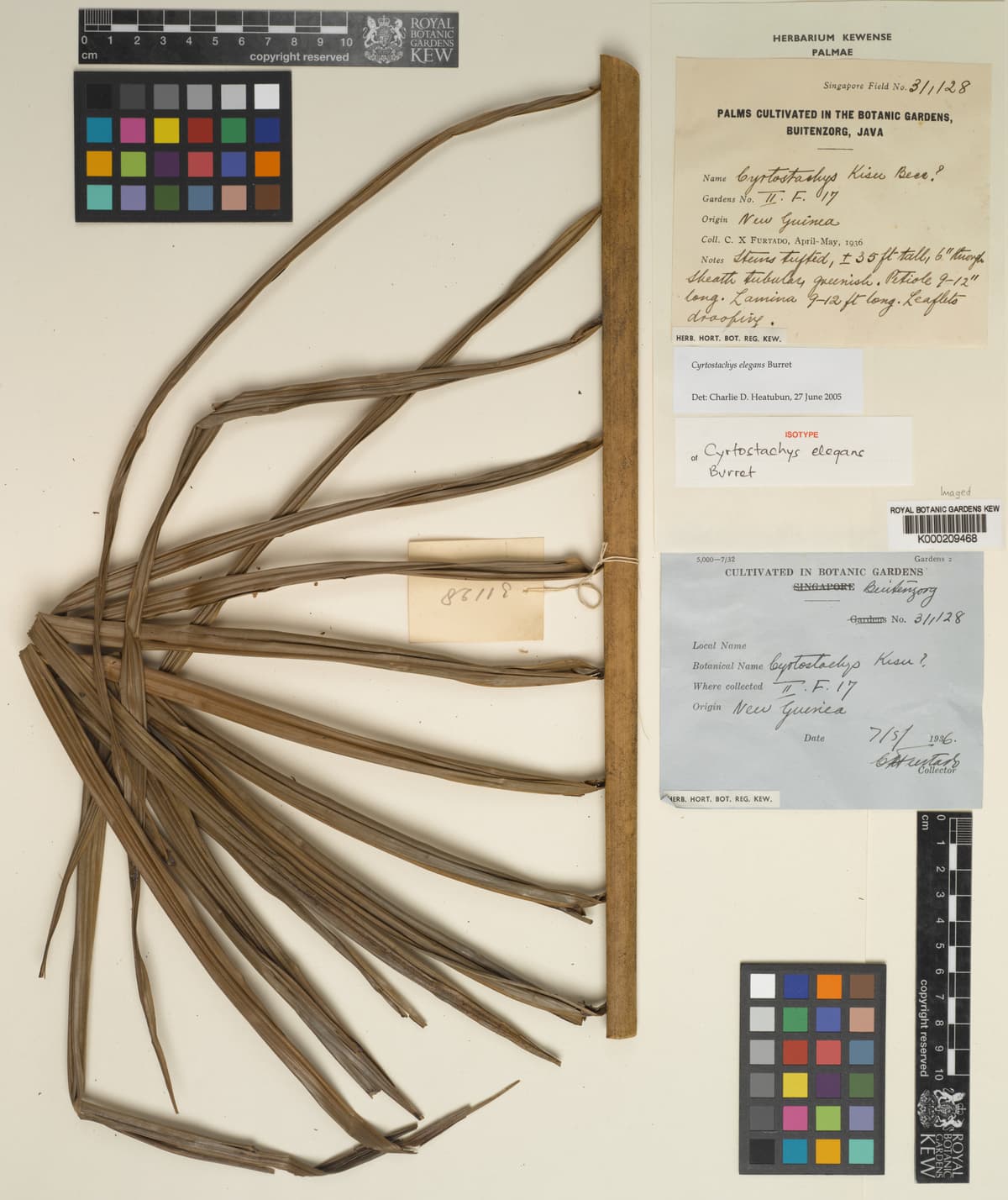 Botanical specimen of Cyrtostachys Elegans.