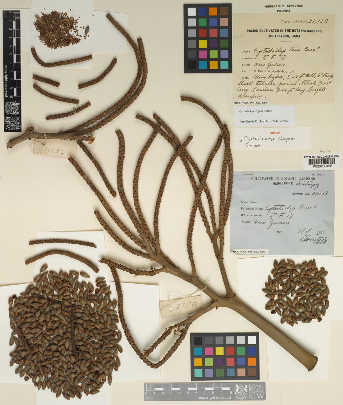 Botanical specimen of Cyrtostachys Elegans.