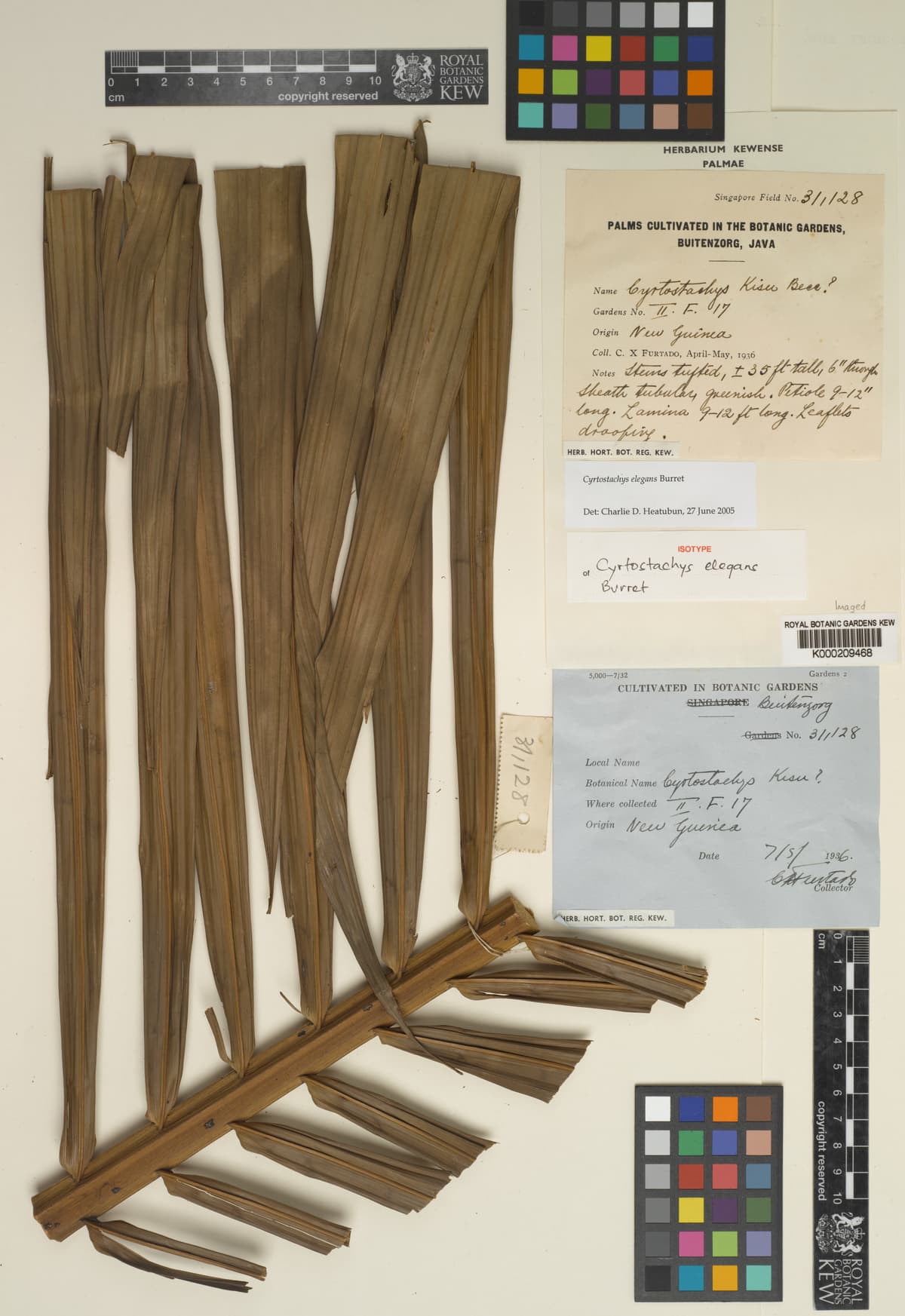 Botanical specimen of Cyrtostachys Elegans.