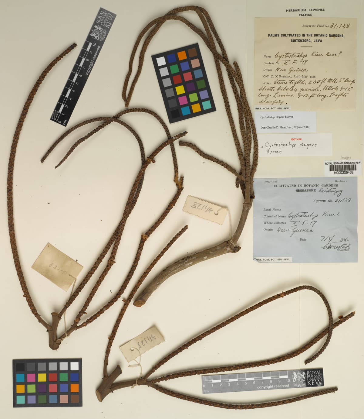 Botanical specimen of Cyrtostachys Elegans.