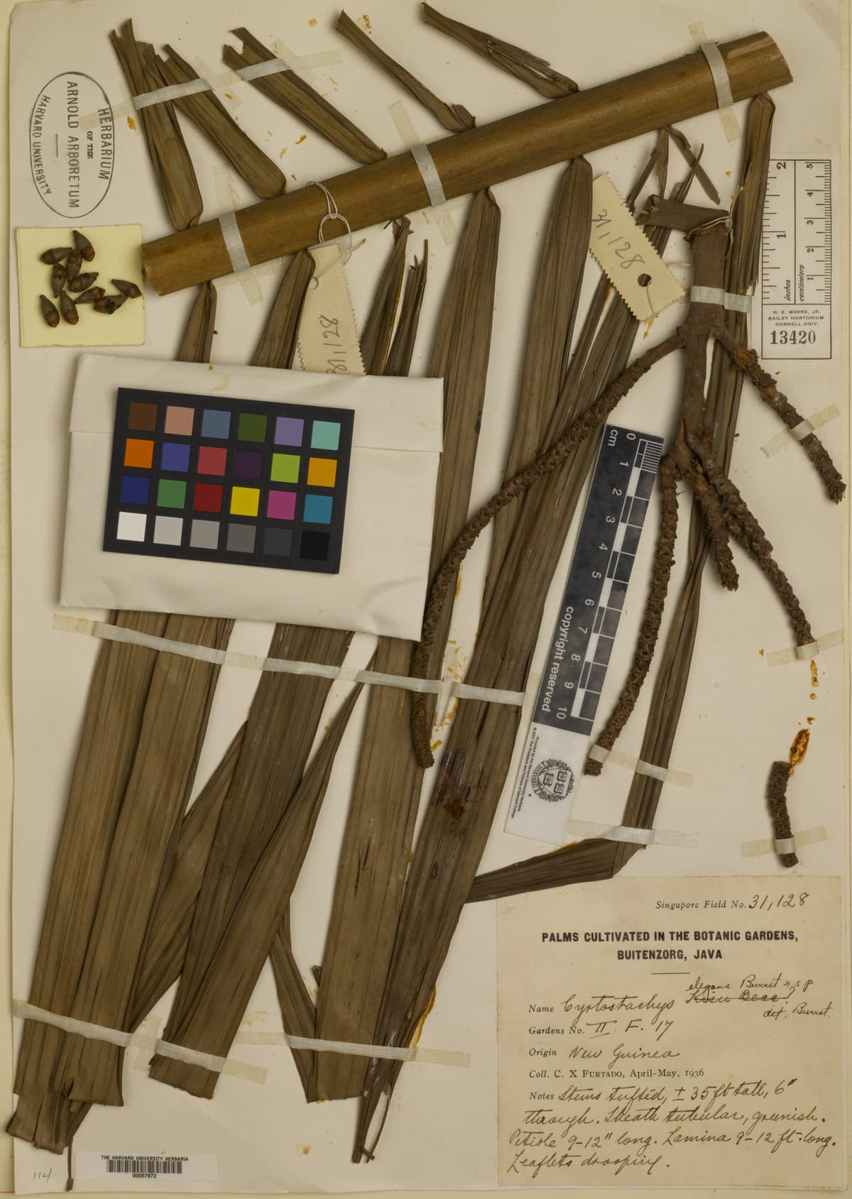 Botanical specimen of Cyrtostachys Elegans.