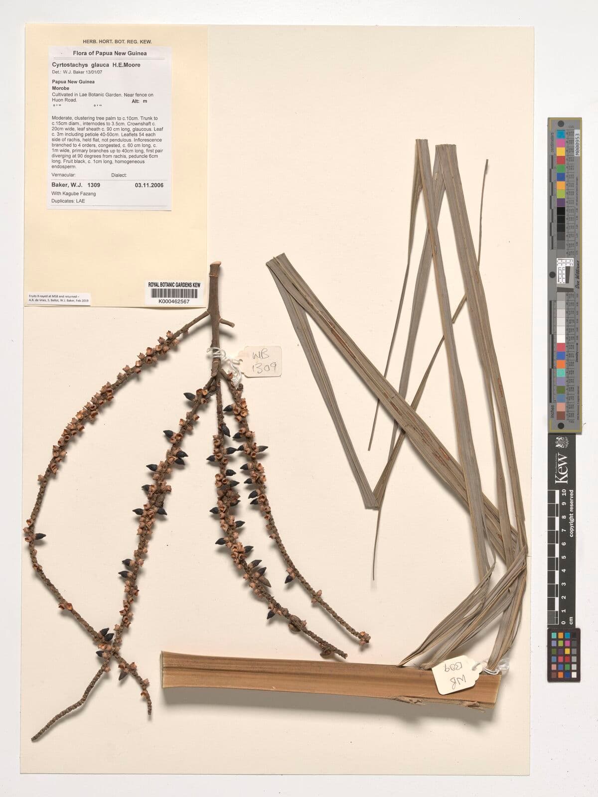 Botanical specimen of Cyrtostachys Glauca.