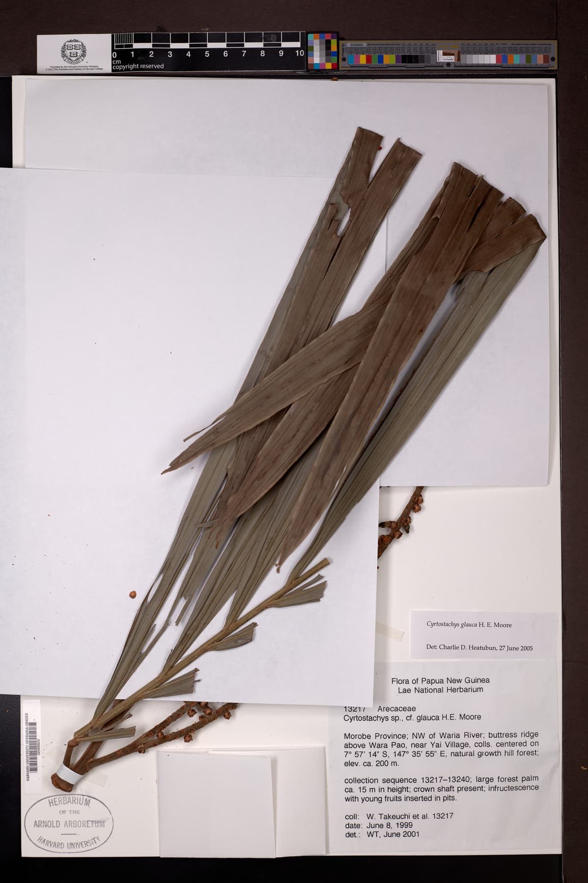 Botanical specimen of Cyrtostachys Glauca.
