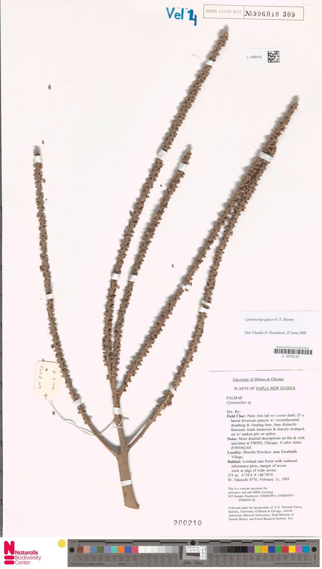 Botanical specimen of Cyrtostachys Glauca.