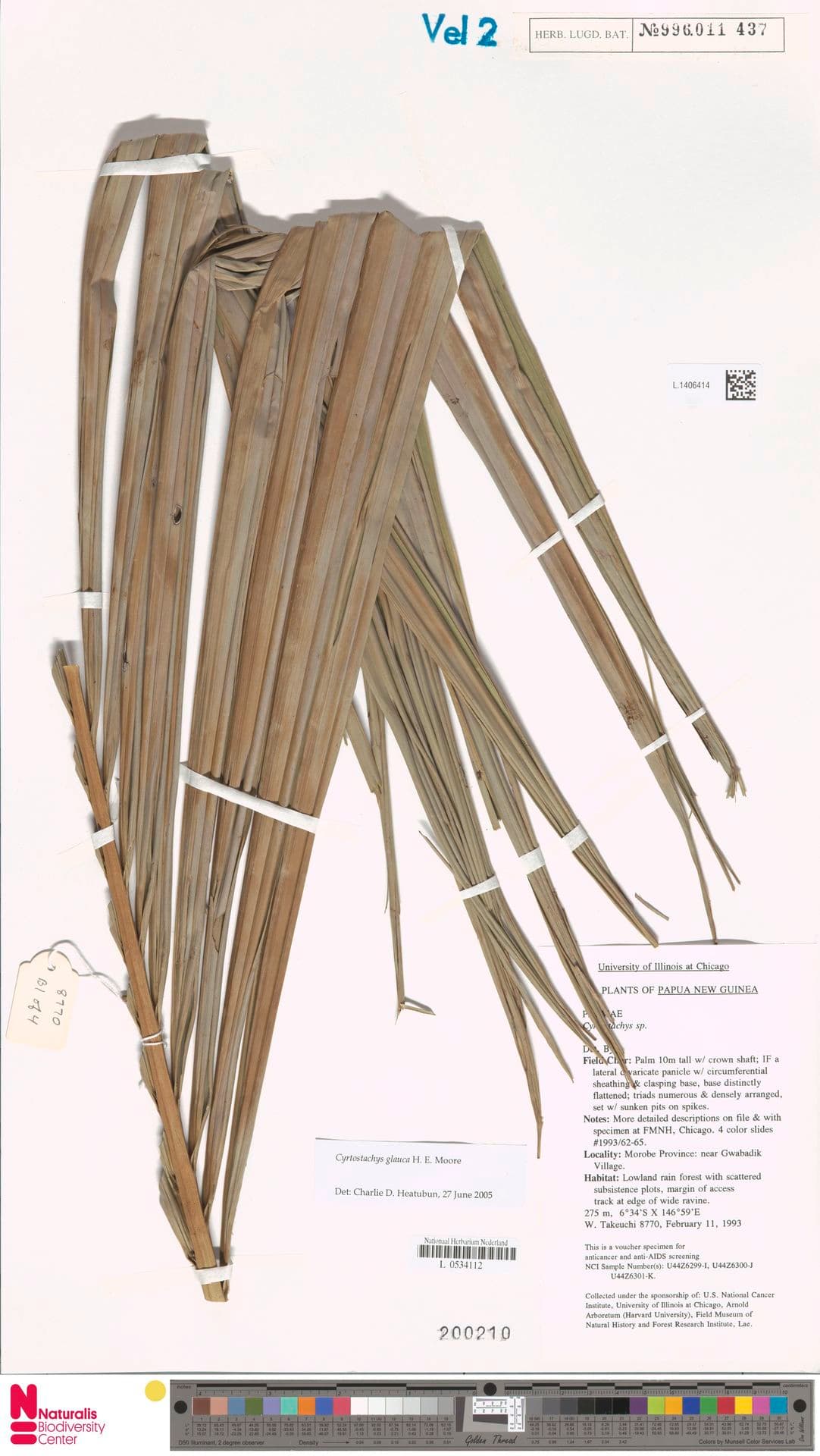 Botanical specimen of Cyrtostachys Glauca.