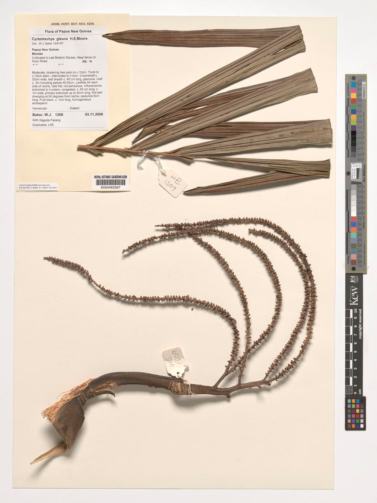 Botanical specimen of Cyrtostachys Glauca.