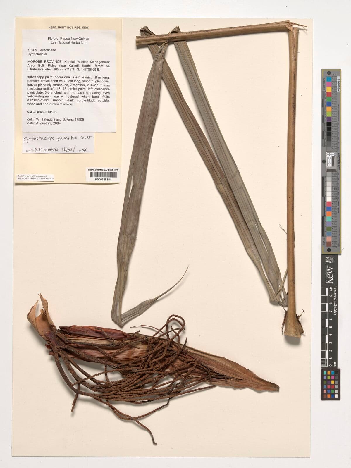 Botanical specimen of Cyrtostachys Glauca.