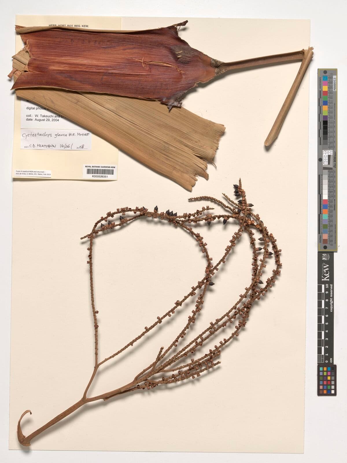Botanical specimen of Cyrtostachys Glauca.