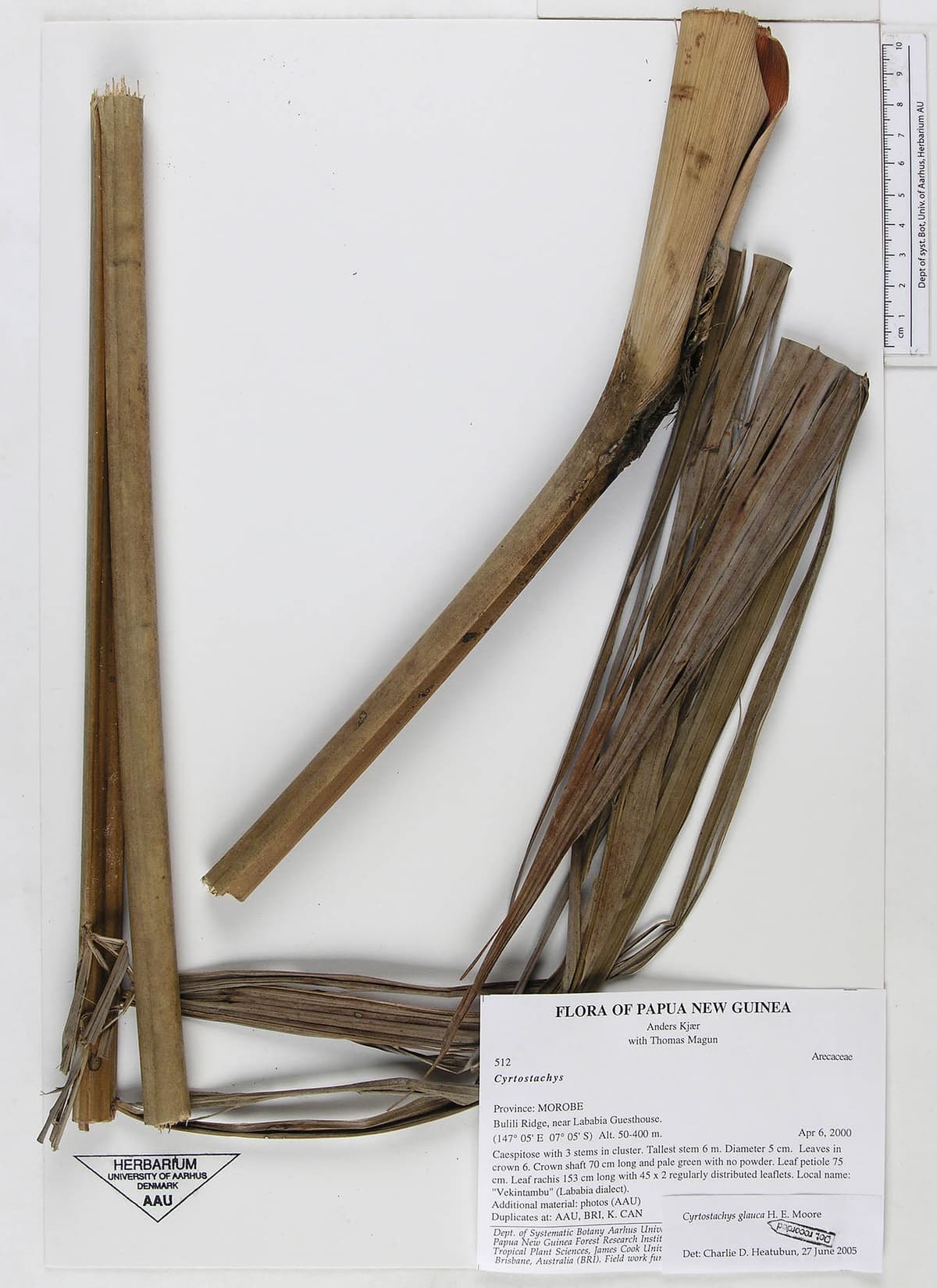 Botanical specimen of Cyrtostachys Glauca.