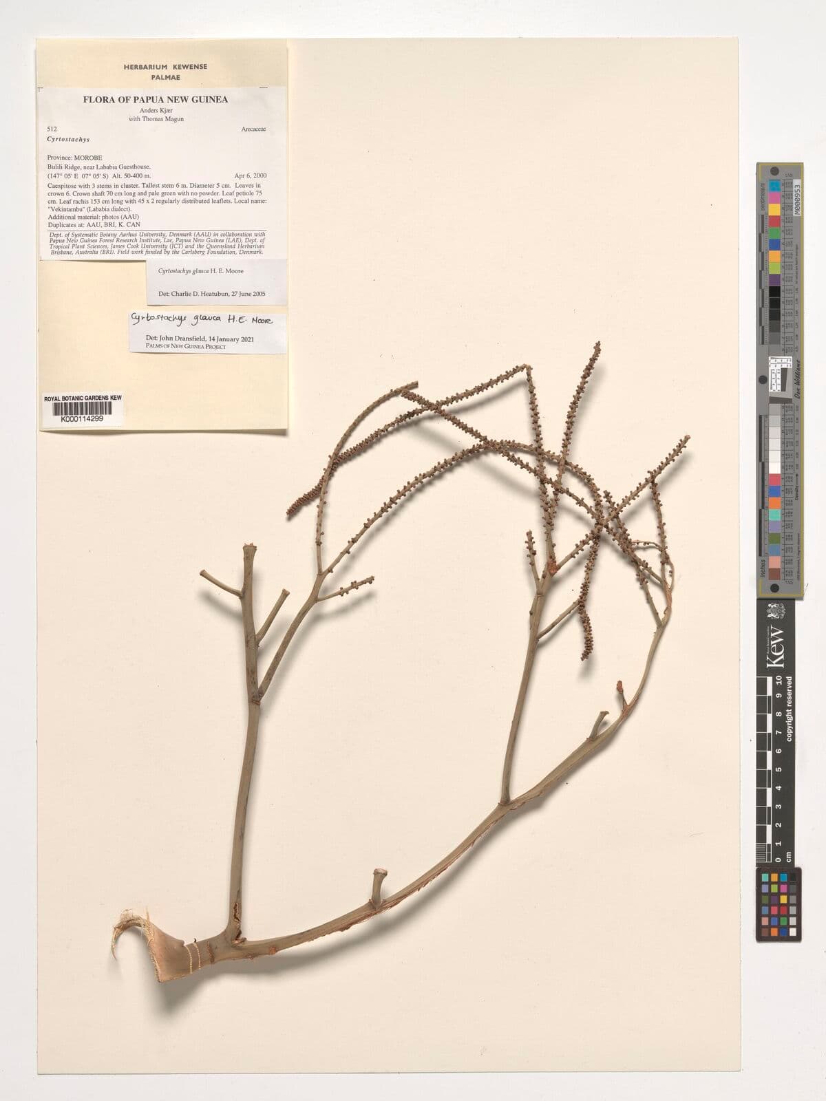 Botanical specimen of Cyrtostachys Glauca.