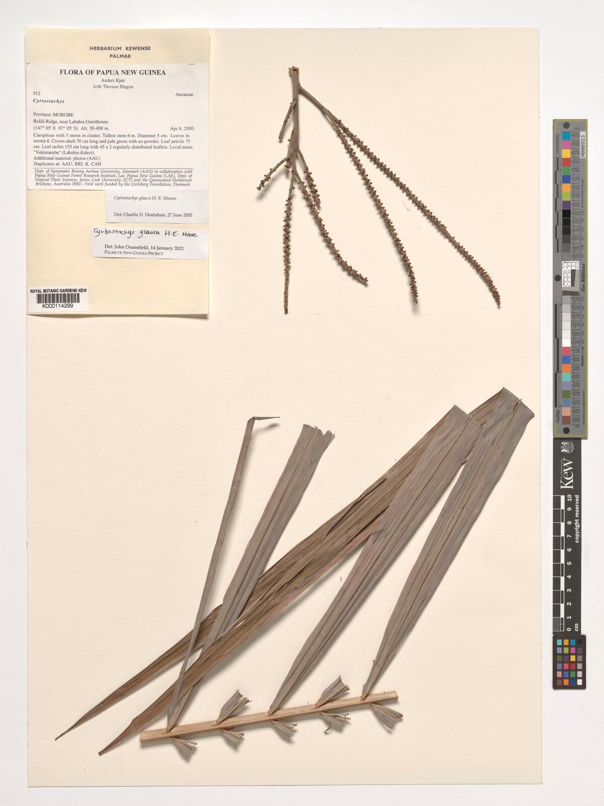 Botanical specimen of Cyrtostachys Glauca.