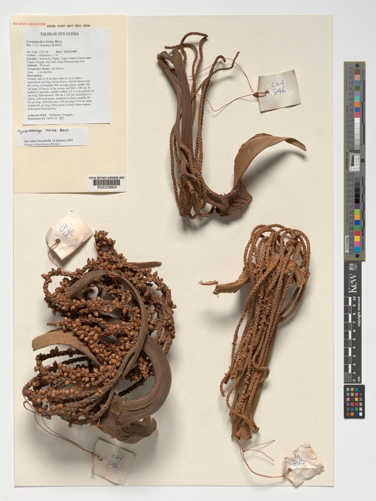 Botanical specimen of Cyrtostachys Loriae.