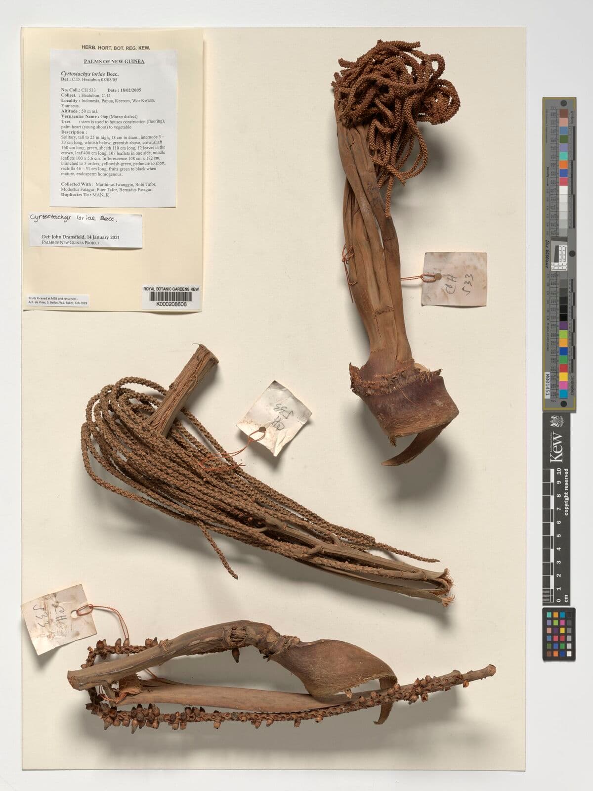 Botanical specimen of Cyrtostachys Loriae.
