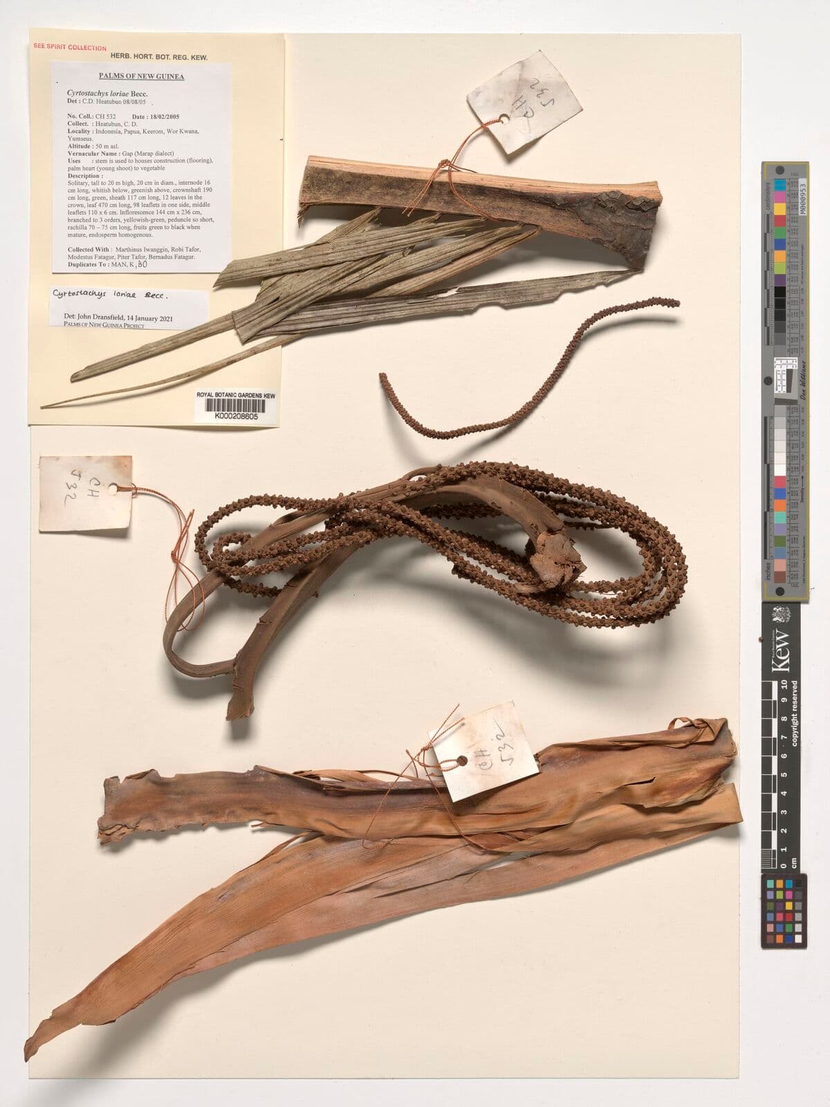 Botanical specimen of Cyrtostachys Loriae.