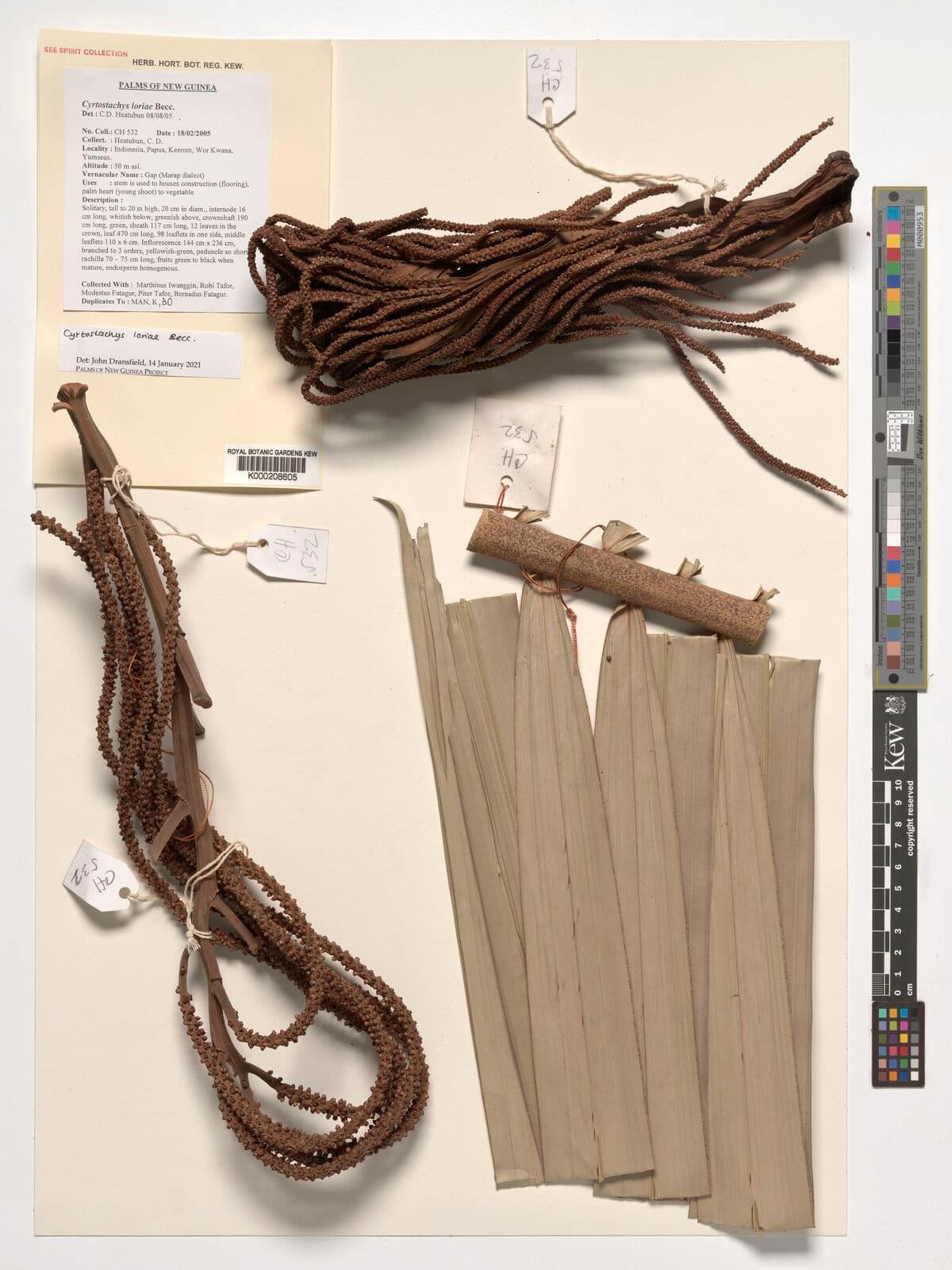 Botanical specimen of Cyrtostachys Loriae.