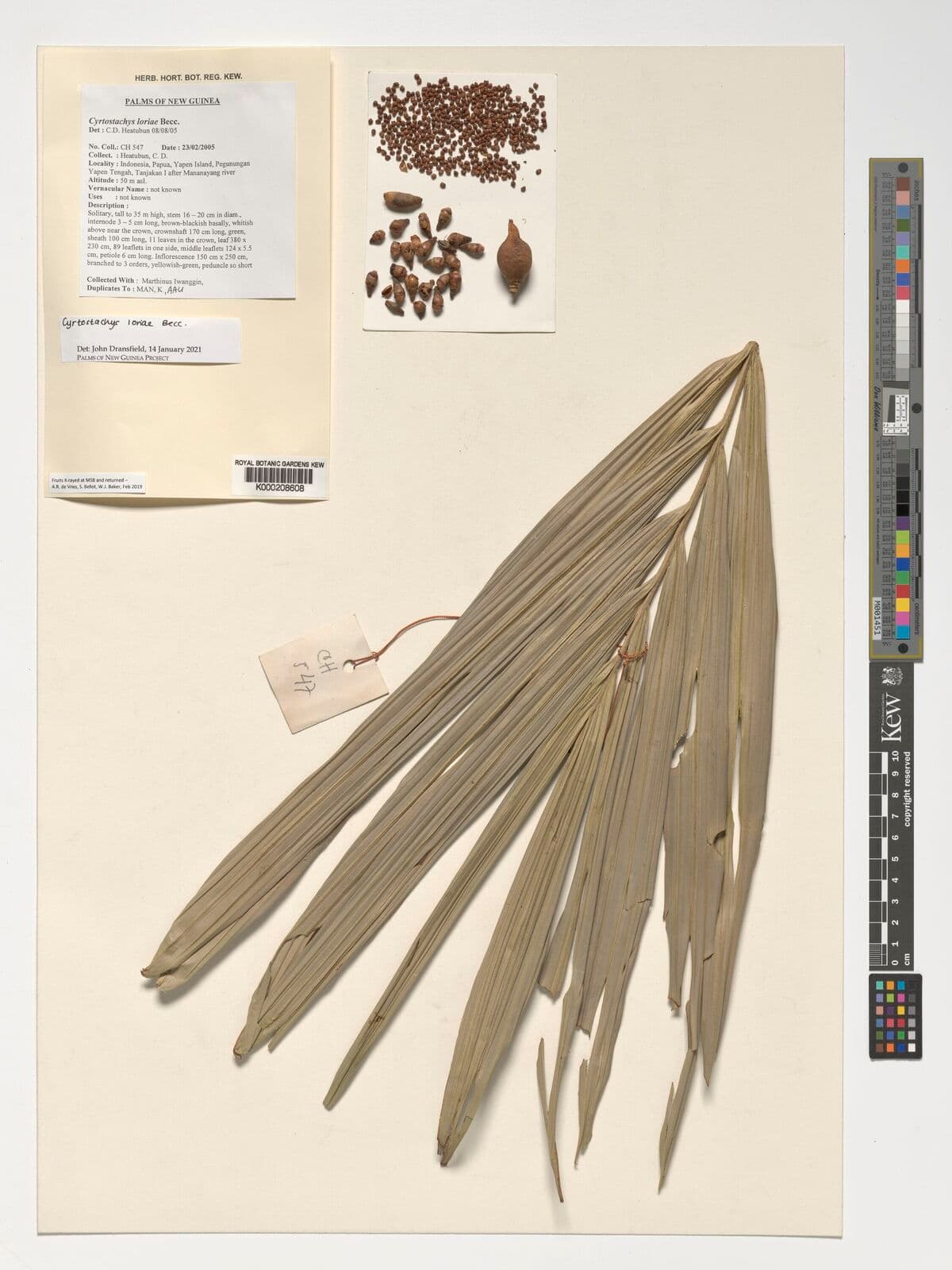 Botanical specimen of Cyrtostachys Loriae.