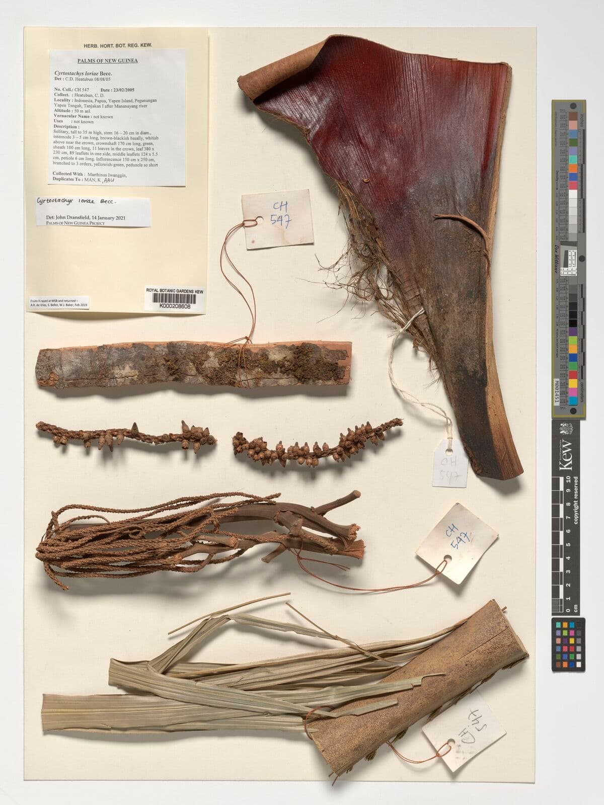 Botanical specimen of Cyrtostachys Loriae.